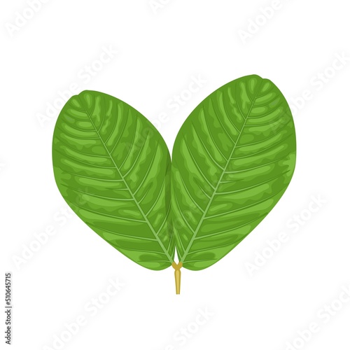 Vector illustration, leaves of candle bush or senna alata isolated on white background, herbal medicinal plant. photo