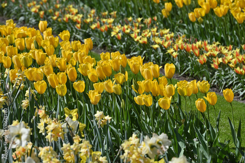 Fresh tulips in field.