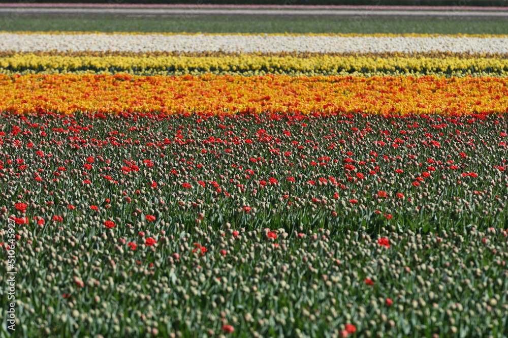 Tulip field Tulip field