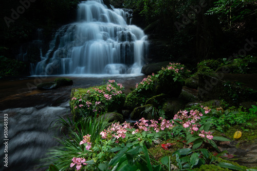 waterfall and flowers