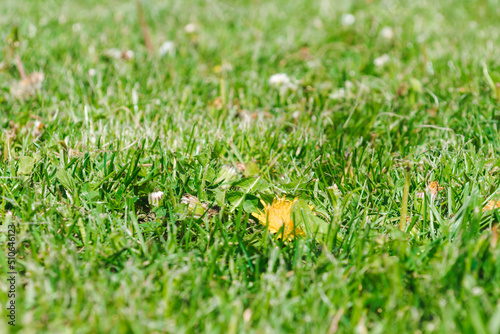 Shallow focus, ground level view of a solitary dandelion flower seen in a lush, recently mowed lawn. Green grass textured background © Anna Skliarenko