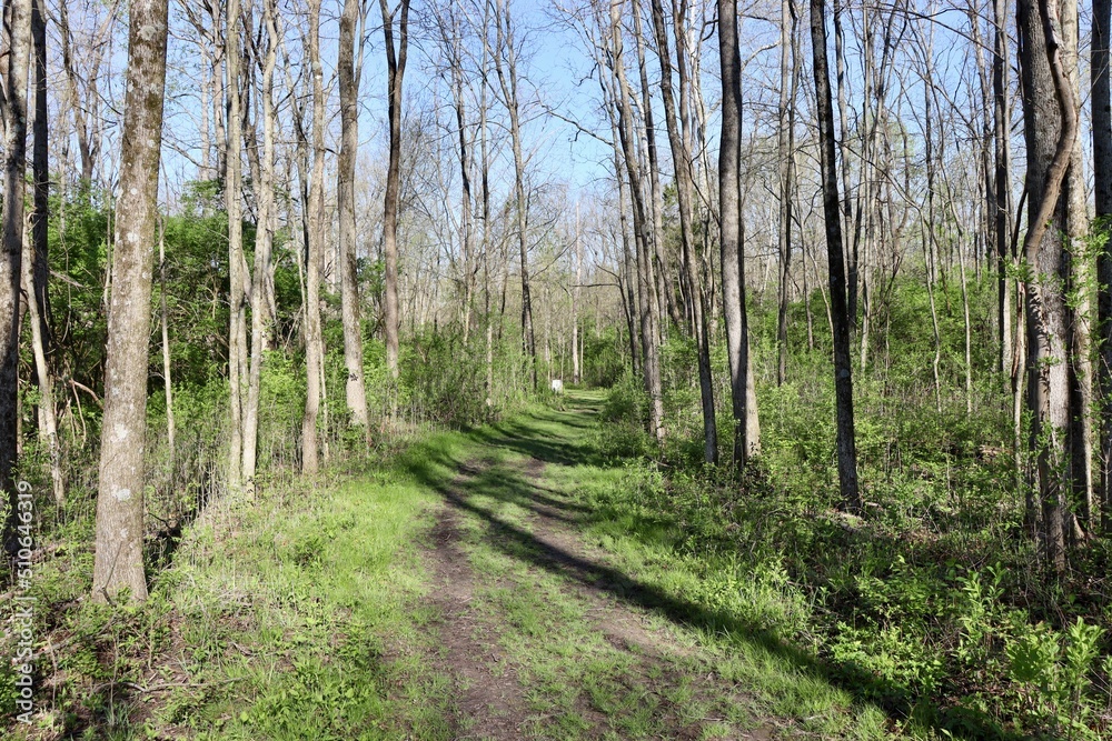 The hiking trail in the spring forest on a sunny day. The hiking trail in the spring forest on a sunny day.