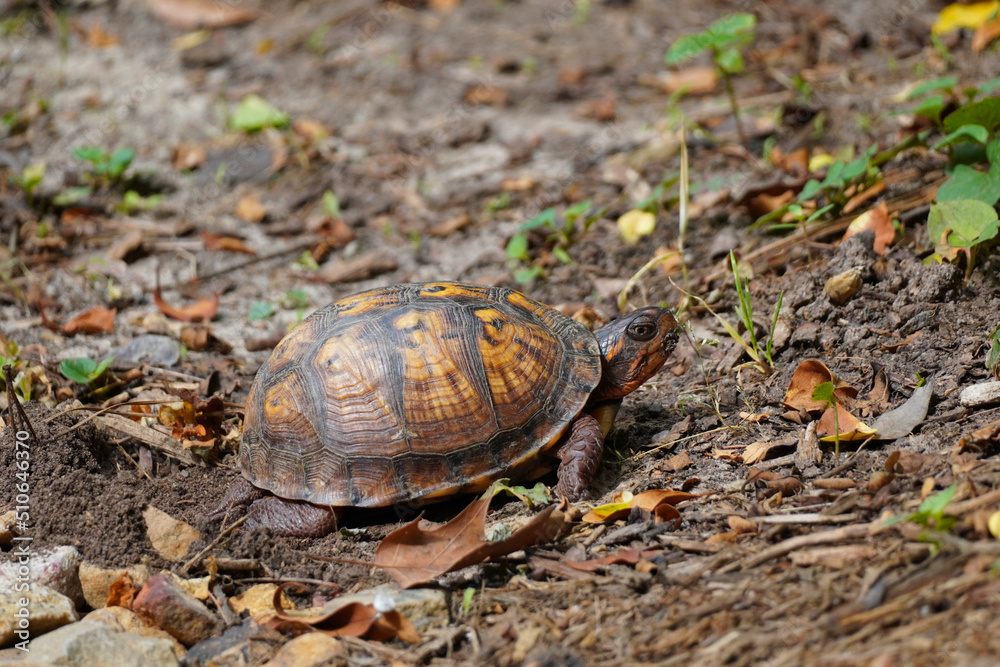 Female Eastern Box Turtle laying its eggs Female Eastern Box Turtle laying its eggs