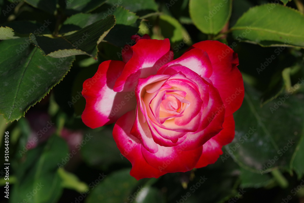 Tacoma Washington Flower Garden Tacoma Washington Flower Garden