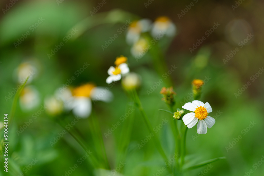 flower in the garden flower in the garden