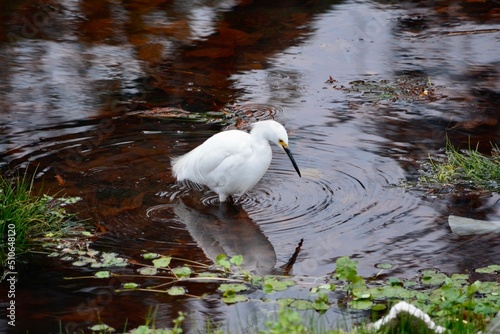 The great egret, also known as the common egret, large egret, or great white egret or great white heron