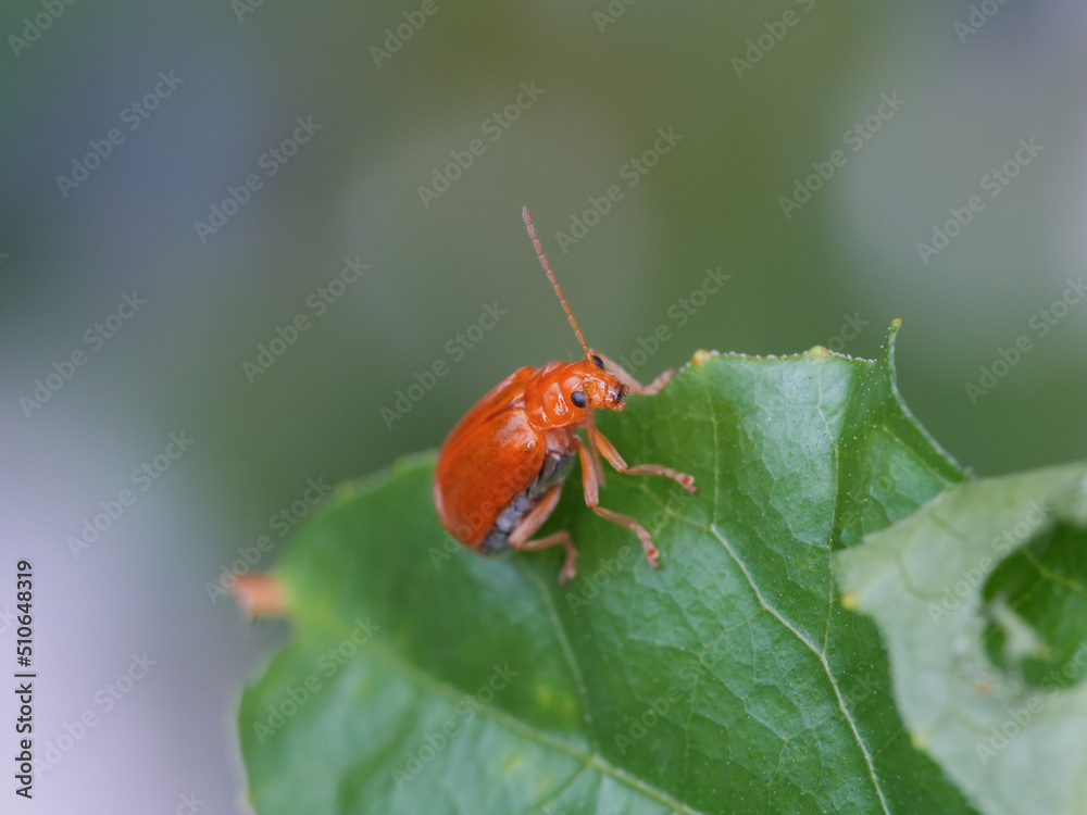 Pumpkin beentle Cucurbit Leaf Beetle or Yellow Squash Beetle it is