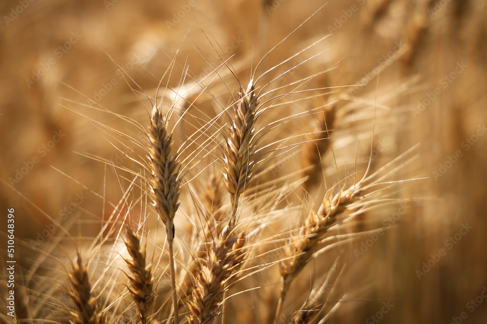 Grano maturo, spighe dorate in primo piano Grano maturo, spighe dorate in primo piano