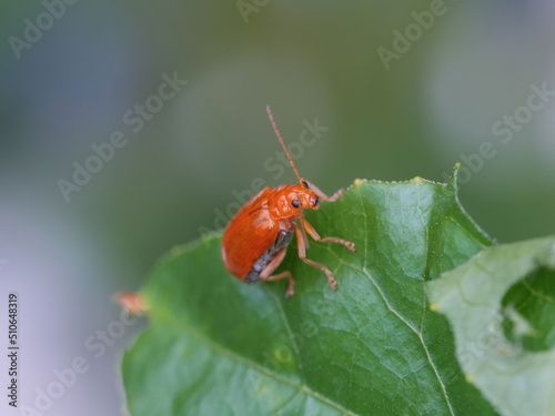Canvas Print Pumpkin beentle Cucurbit Leaf Beetle or Yellow Squash Beetle it is classified as