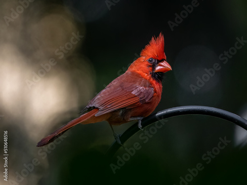 Obraz na plátně male red cardinal perched on a piece of rod iron