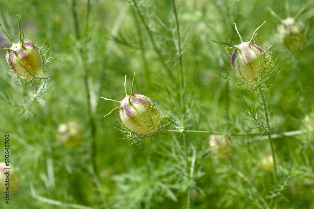 Love-in-a-mist Shorty Blue fruit Love-in-a-mist Shorty Blue fruit