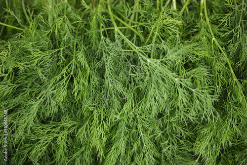 A pile of fresh green dill