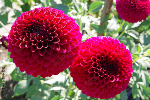 Tacoma Washington Flower Garden photo