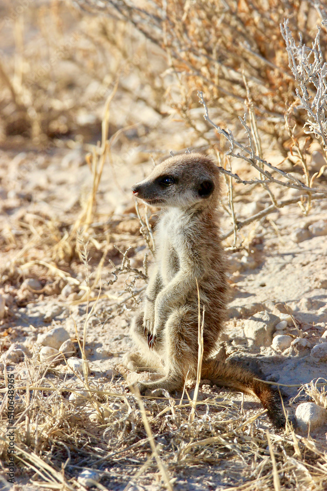 Fototapeta premium Young Meerkat or Suricate, Kgalagadi