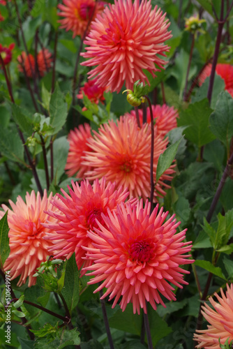 Tacoma Washington Flower Garden © John