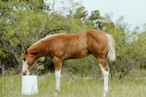 Curiosity of colt horse in Texas field during summer.