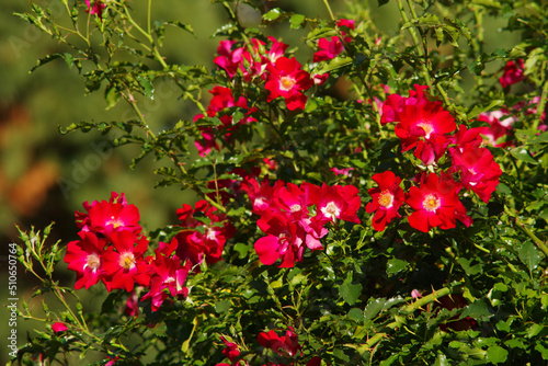 red flowers in the garden