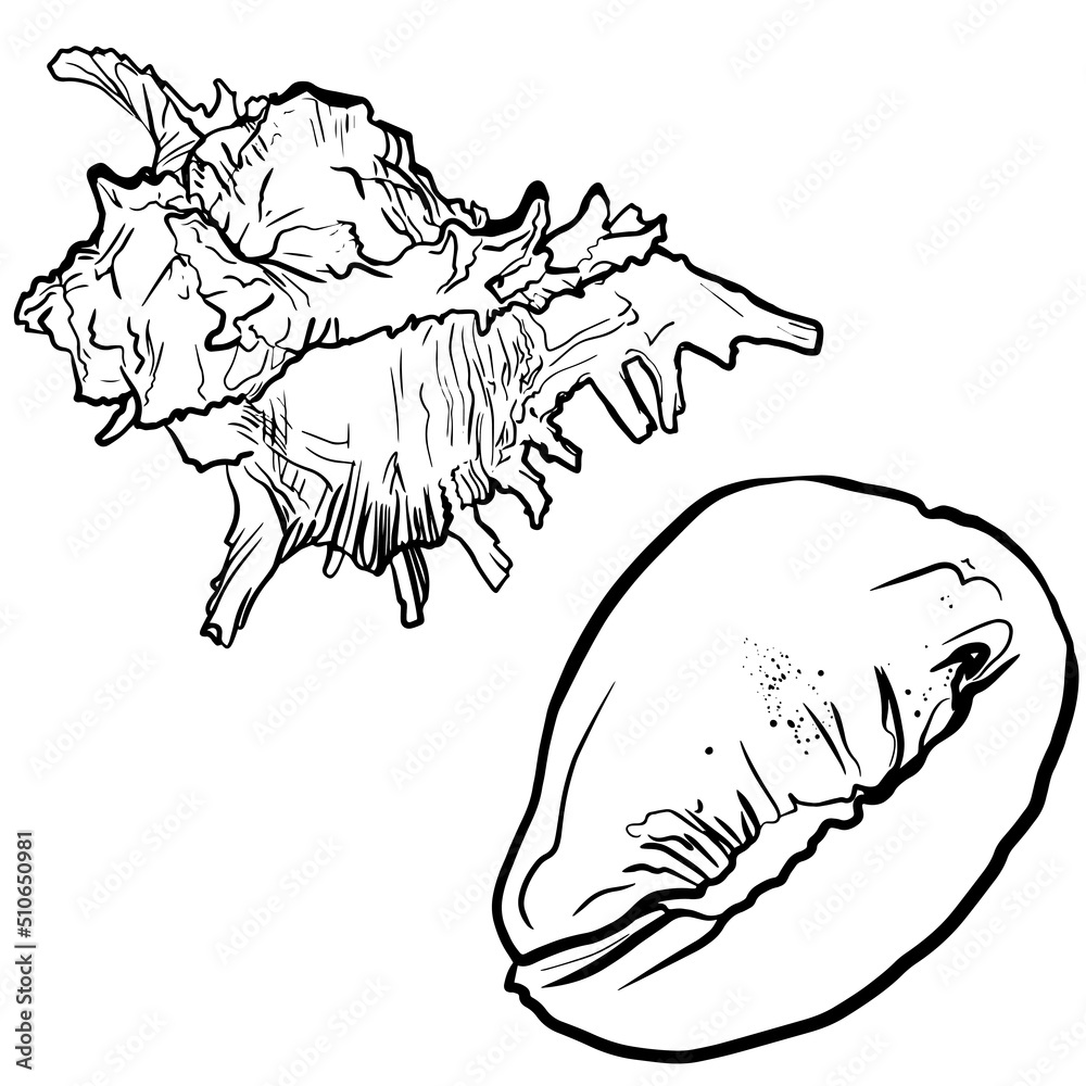Vector illustration seashell line isolated on a white background. Marine illustration for printing on the menu, icon, logo, template for the designer Vector illustration seashell line isolated on a white background. Marine illustration for printing on the menu, icon, logo, template for the designer