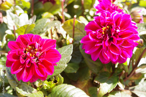 Tacoma Washington Flower Garden