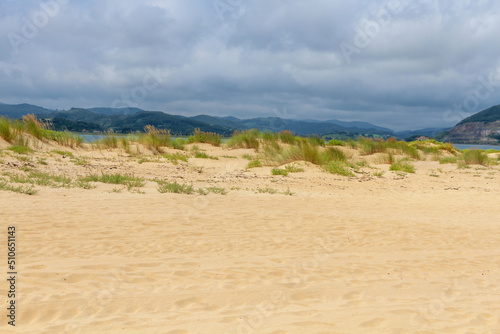 Beach dunes with ammophila arenaria vegetation in El Puntal de Laredo  Cantabria  Spain 