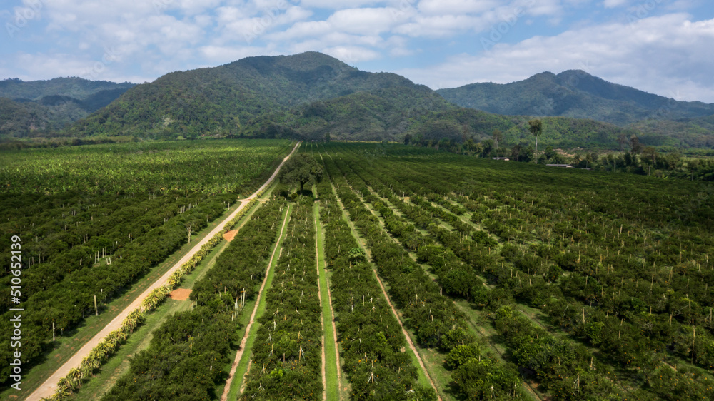 Aerial view rows of orange trees in plantation, Orange tree farm plantation.