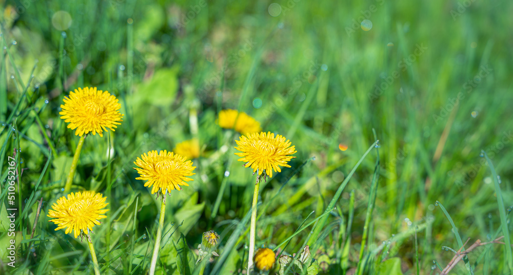 Dandelions in the meadow in the sunlight and glare. Side view, horizontal. Summer, meadow flowers. Dandelions in the meadow in the sunlight and glare. Side view, horizontal. Summer, meadow flowers.