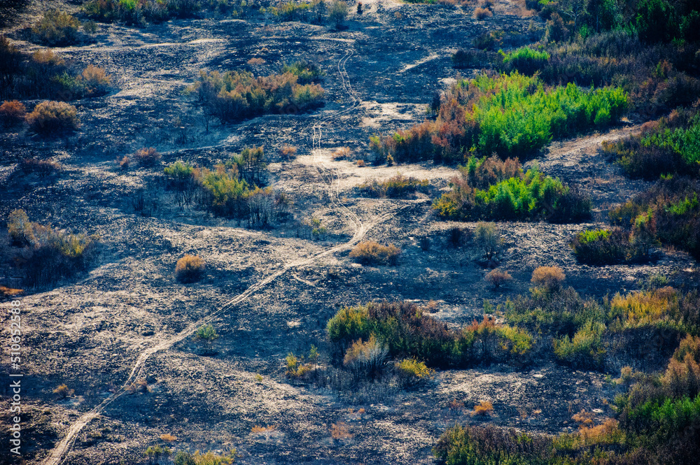 Scorched trees and grass after the fire. Aerial view