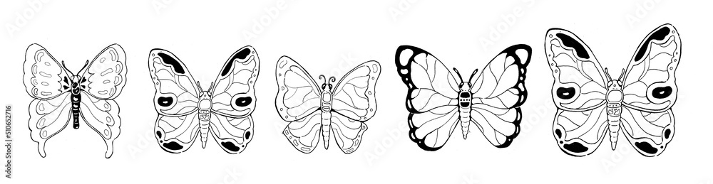 black and white butterfly black and white butterfly