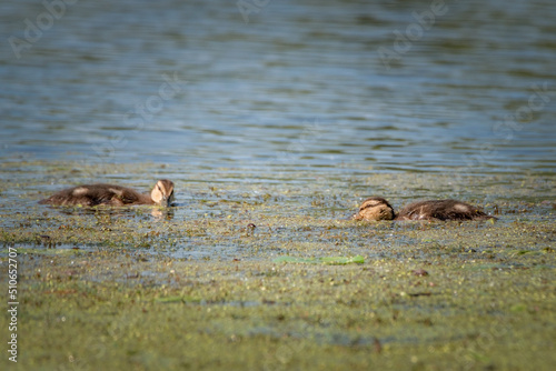 A wild migratory duck swims in the mud on the river. © shymar27