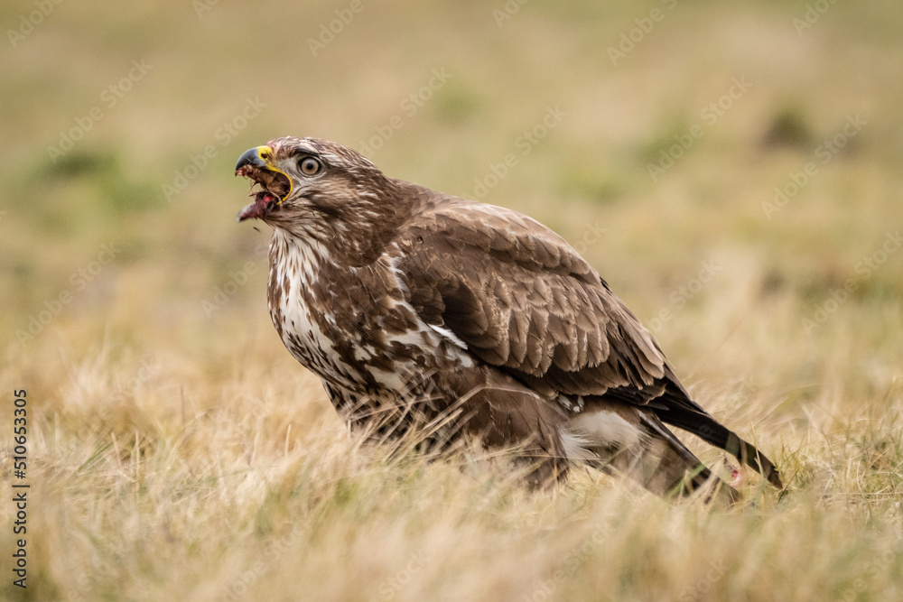 common buzzard standing alone