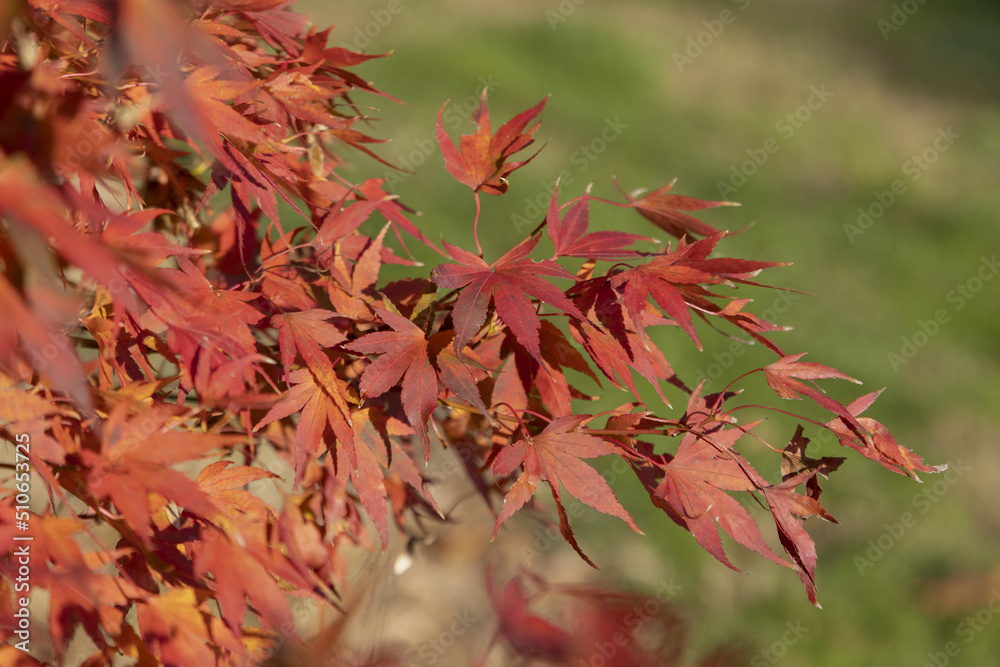 Acer palmatum au feuillage rouge en automne Acer palmatum au feuillage rouge en automne
