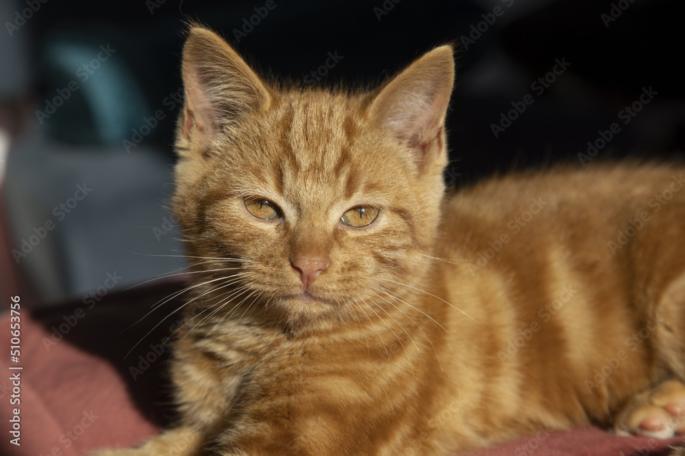 Chaton européen roux	