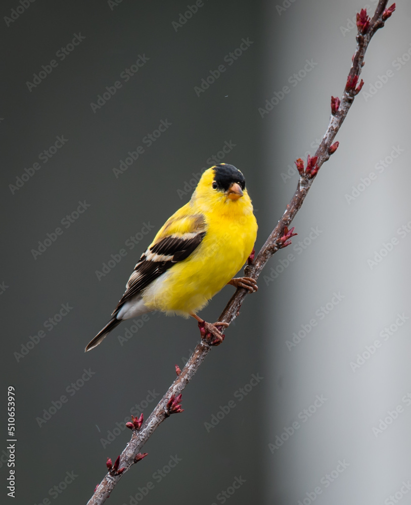 Obraz premium Close up of goldfinch bird sitting on a tree branch in spring.