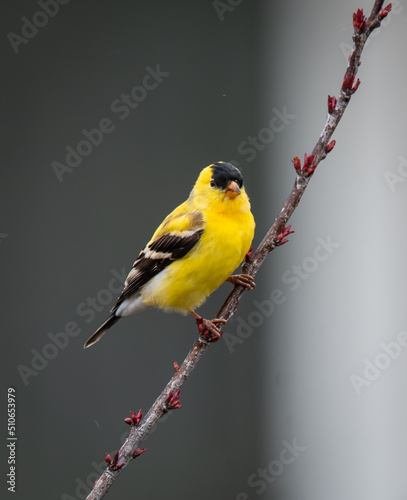 Fotografiet Close up of goldfinch bird sitting on a tree branch in spring.