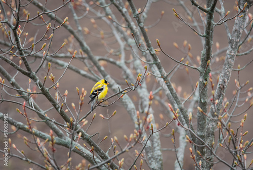 Goldfinch bird sitting alone on a tree branch in spring.