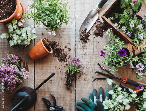 Fototapeta Naklejka Na Ścianę i Meble -  Top view of flowers in pots with gardening tools on wooden table.