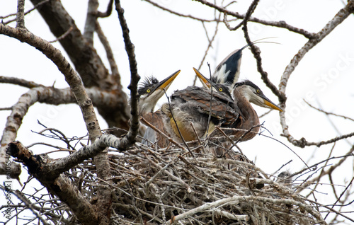Beautiful, Great Blue Heron, Ardea herodias, mom with her babies stretching their wings in a nest.