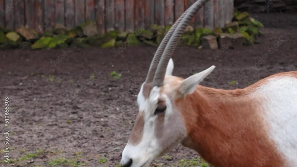 Close-up of two antelopes in the animal park Close-up of two antelopes in the animal park