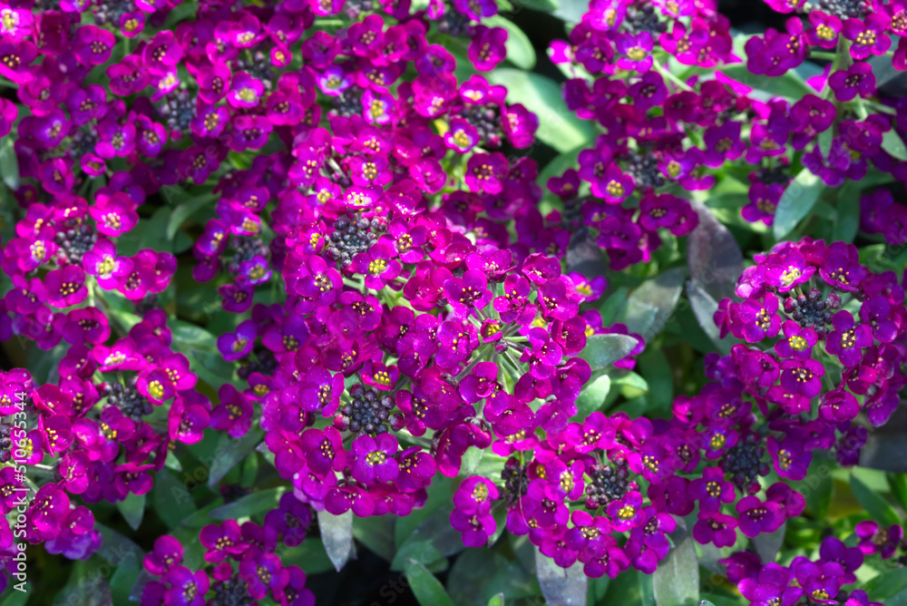 Obraz premium blooming alyssum flower, purple, green