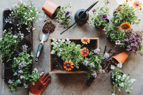 Top view of flowers in pots with gardening tools on grey floor. photo