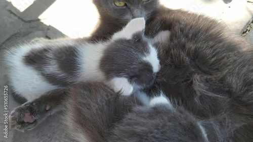 The cat feeds the kitty. Milk feeding. Kitty eating. Sucking boobs 