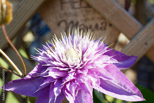 Mama Heldin
Blume vor Holzschild photo