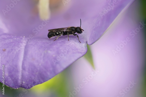 Close up on a small scissor bee, Chelostoma campanulorum sittng inside a blue bell flower, Campanula photo