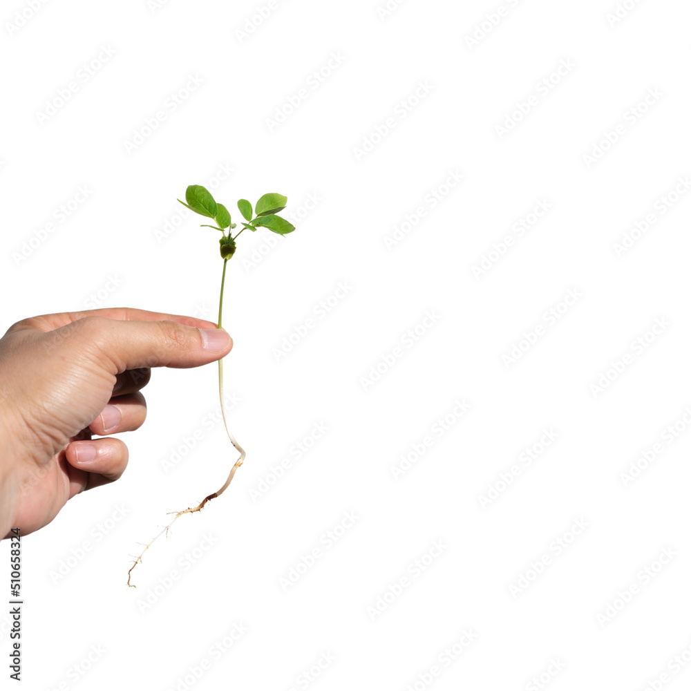 Sapling with root is hold on the man hand on white background., Clipping Paths. Sapling with root is hold on the man hand on white background., Clipping Paths.