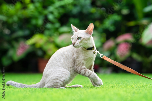 Slika na platnu American Shorthair cat with green and blue eyes was taken for a smart walk by its owner in the grassy garden with collar and leash