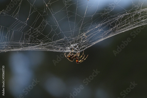 Spider On Web (Neoscona oaxacensis)	 photo