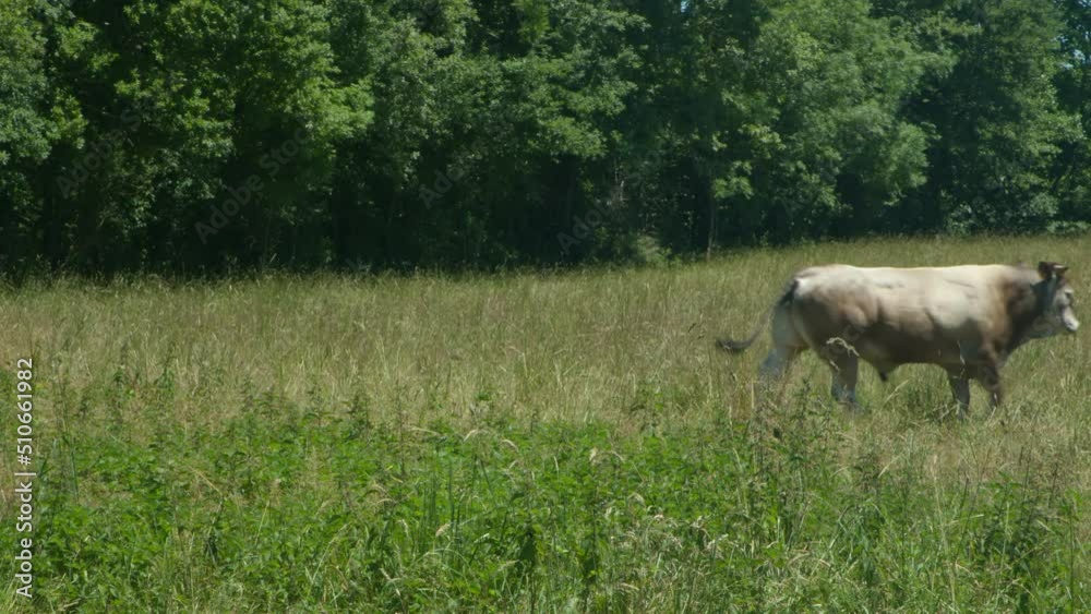 Vache et taureaux dans un pré. bœuf ruminant et mange dans un champs. troupeaux de bovins
Vache et taureaux dans un pré. bœuf ruminant et mange dans un champs. troupeaux de bovins
