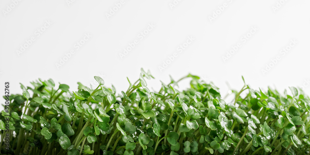 Horizontal row of wet green arugula sprouts one week after sowing seeds in a nutrient medium. Germination of plant seeds. Hydroponics. White background. Copy space. Selective focus. Horizontal row of wet green arugula sprouts one week after sowing seeds in a nutrient medium. Germination of plant seeds. Hydroponics. White background. Copy space. Selective focus.