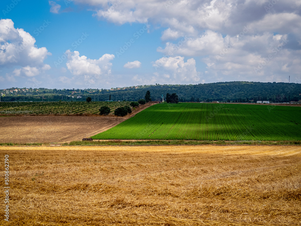 Agricultural fields in the north of Israel. Landscape.
