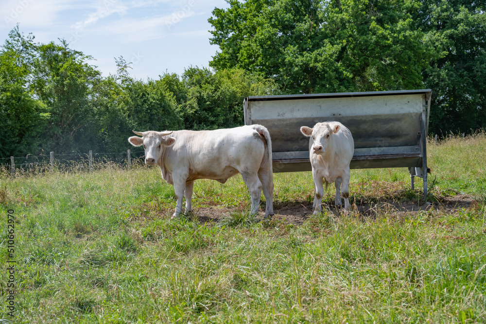 Obraz premium Deux jeunes boeufs dans leur paturage